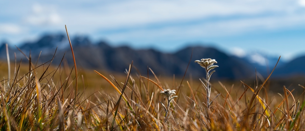 edelweiss dans l'herbe sur fond de montagnes